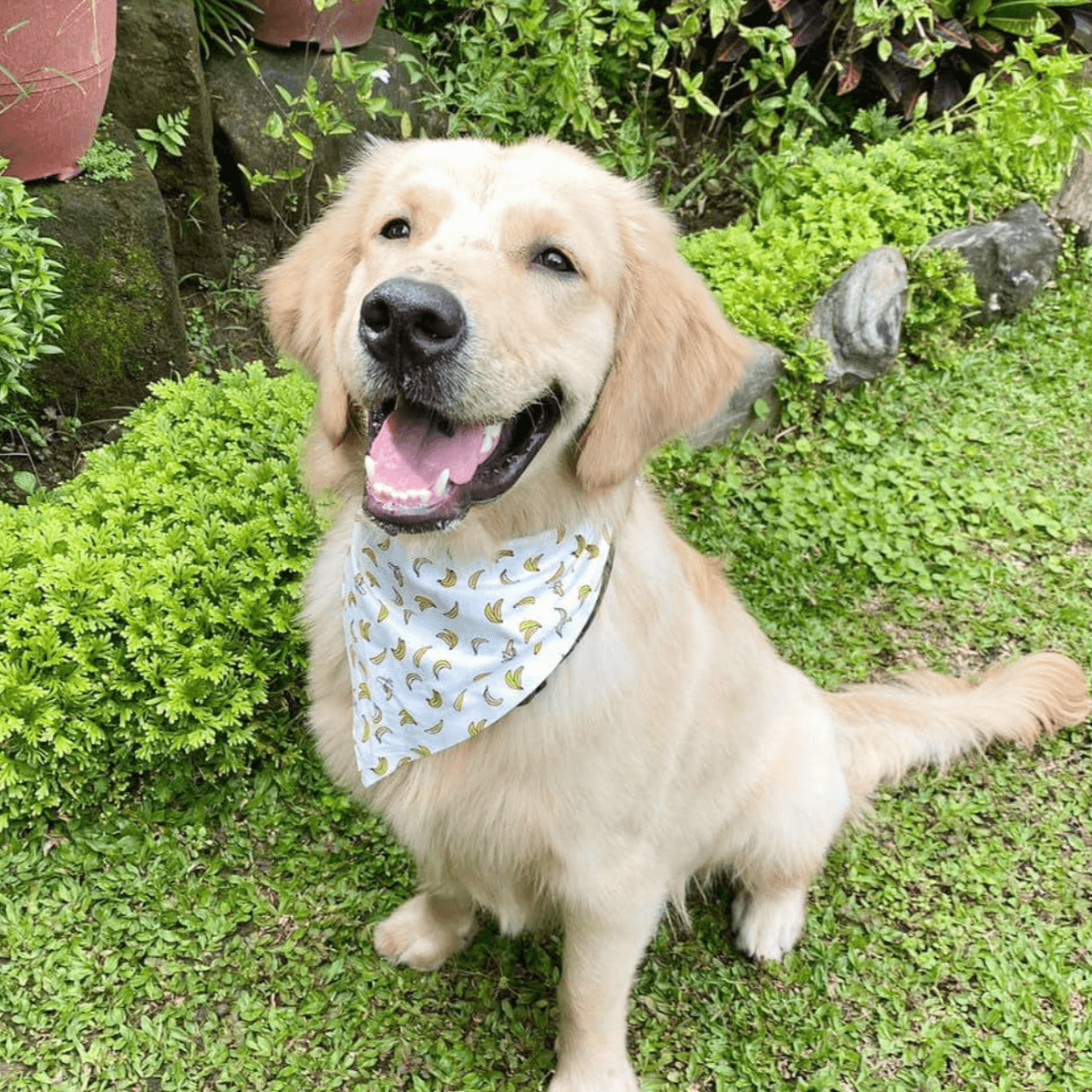 Handmade Pet Bandana - Simula PH