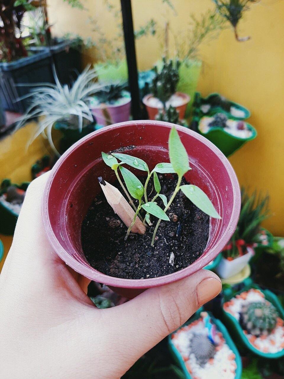 Plantable Pencil - Simula PH